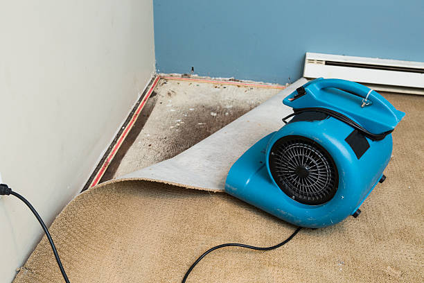 Best Basement water damage restoration  in Golden Glades, FL